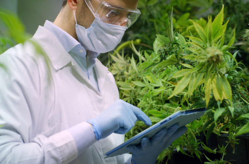 A cannabis researcher
